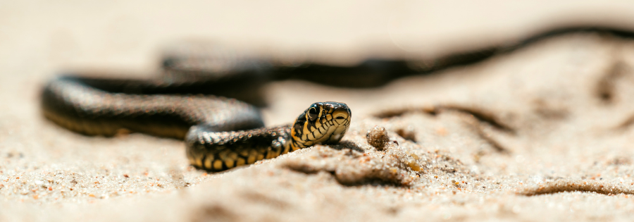 snake in texas